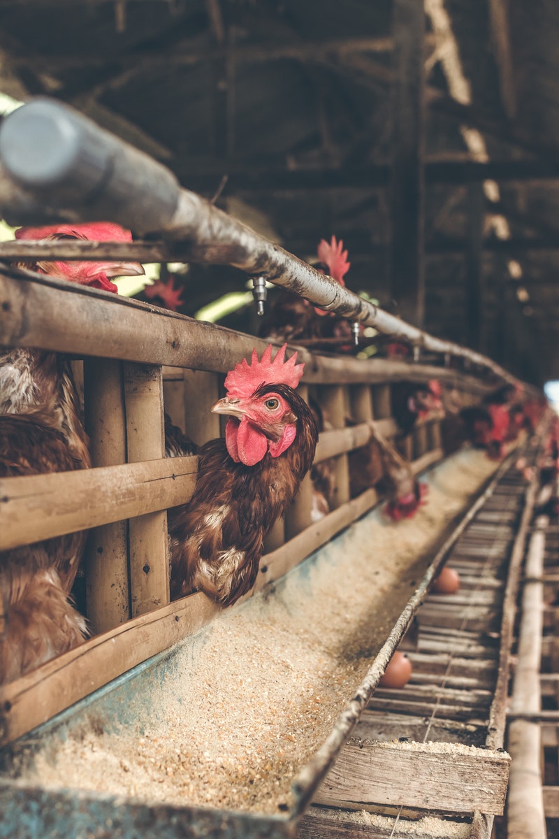 Produksi Telur Meningkat, Berikut 5 Cara Budidaya Ayam Petelur