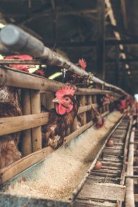 Read more about the article Produksi Telur Meningkat, Berikut 5 Cara Budidaya Ayam Petelur
