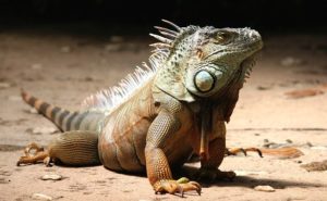 Read more about the article Iguana Albino