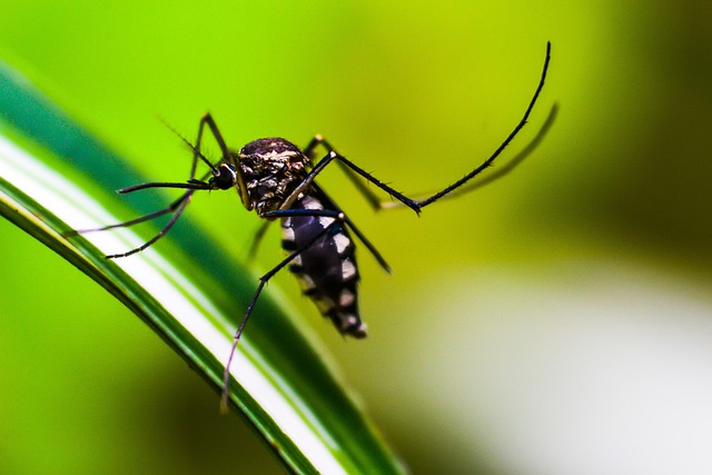 Metamorfosis Nyamuk  Penjelasan Proses dan Jenis Jenis 
