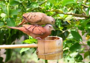 Read more about the article Manfaat Suara Burung Pikatan dan Cara Merawat Burung Hasil Pikatan