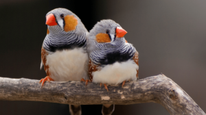Read more about the article Zebra Finch (Chestnut-Eared Finch)