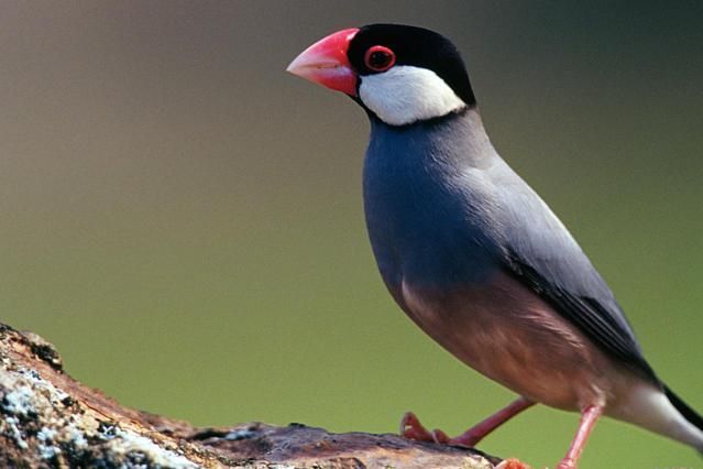 You are currently viewing Java Finch: Bird Species Profile