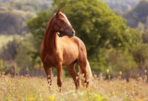 Read more about the article Keeping Your Horse’s Field Well-balanced