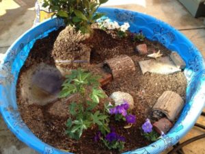 Read more about the article Pet Aquatic Turtles and also Outdoor Ponds