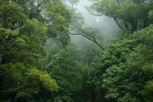 Read more about the article Informasi tentang Pohon Tabebuya yang Memiliki Bunga Sangat Indah